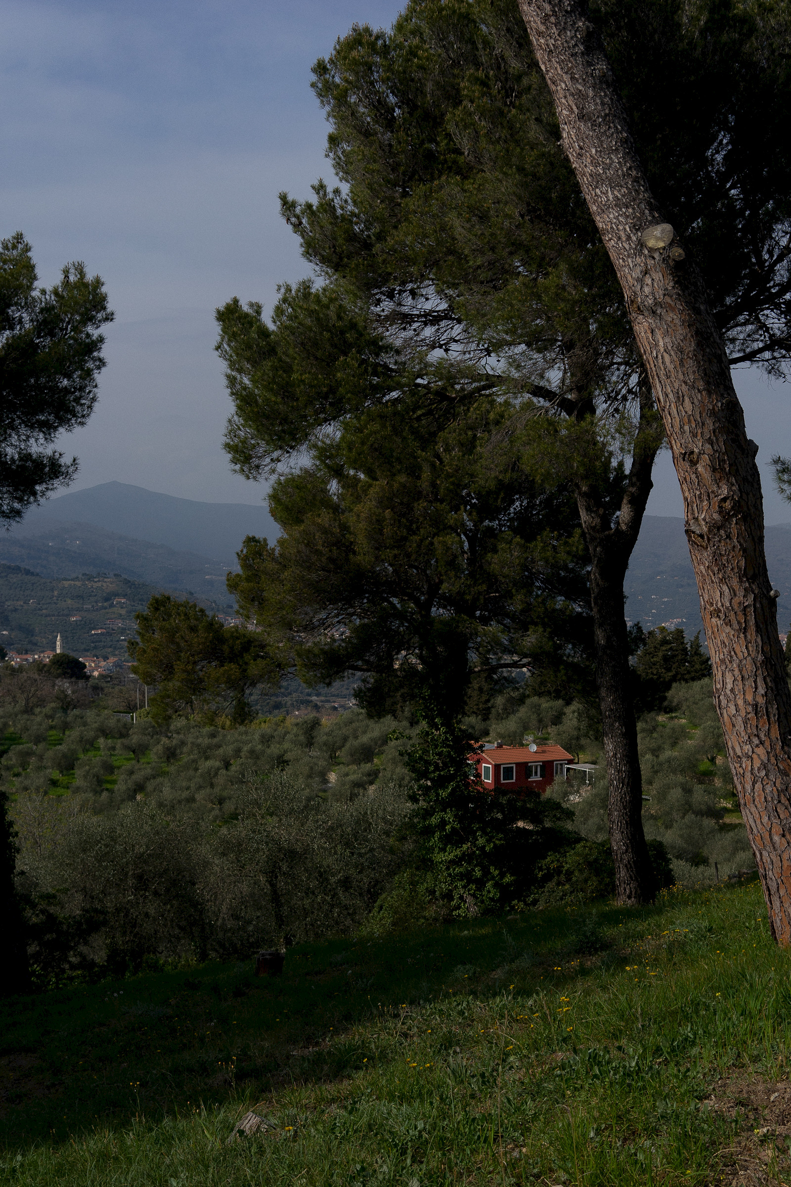 Lentil salad with burrata and basil oil
