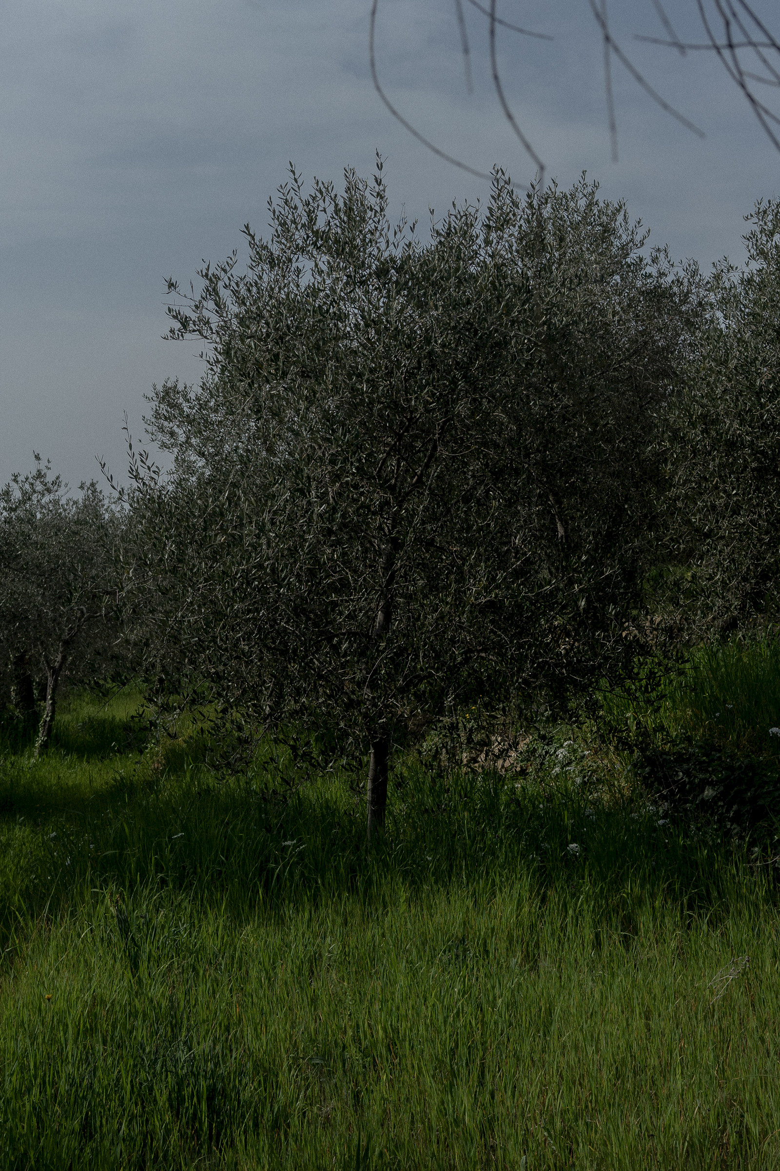 Lentil salad with burrata and basil oil